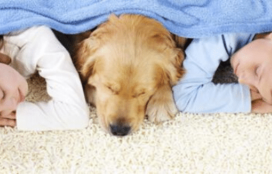 Natural Carpet Cleaning for Pets