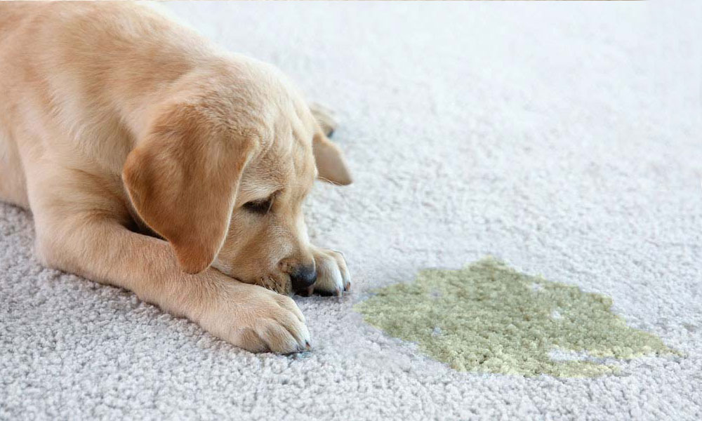 how do i remove the smell of dog urine from my carpet