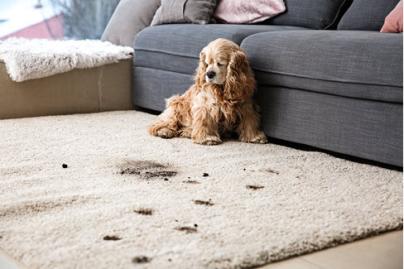 puppy leaves muddy prints on carpet