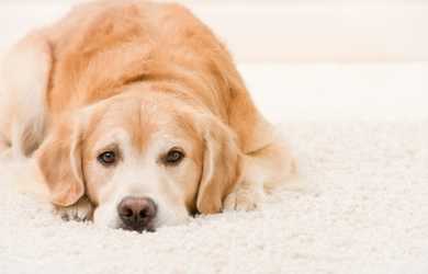 dog with sad face lies on white carpet