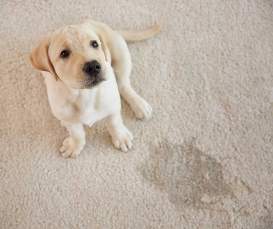Puppy next to a wet stain