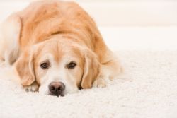 dog on clean carpet - our carpet cleaner explains P.U.R.T.